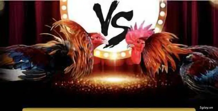 Khám Phá Đá Gà ABC8 Trận Chiến Đỉnh Cao Nổ Cựa Sắt Gay Cấn