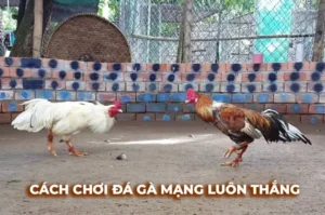 Bí Quyết Chinh Phục Cách Chơi Đá Gà Sabong Tại ABC8 Siêu Hấp Dẫn