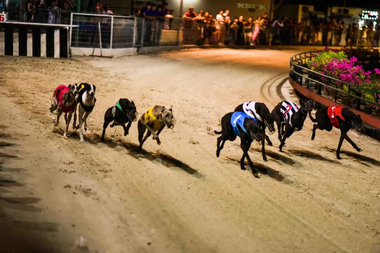 Bí Quyết Chơi Nhanh Đua Chó Siêu Tốc Tại ABC8 Thắng Lớn Ngay Lập Tức 2 Bí Quyết Chơi Nhanh Đua Chó Siêu Tốc Tại ABC8 Thắng Lớn Ngay Lập Tức